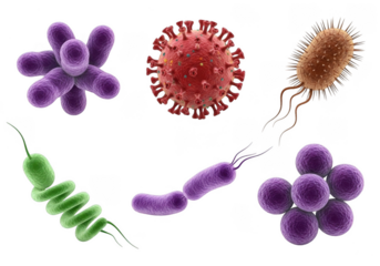 Diverse microscopic organisms isolated on transparent background