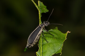 Margined Blister Beetle on leaf of wildflower plant. Insect and wildlife conservation, agriculture pest identification concept.
