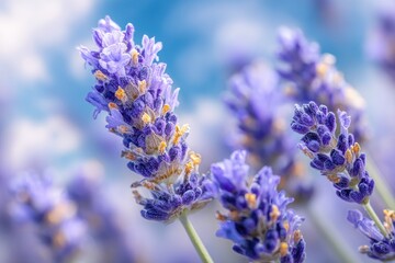 Obraz premium Close-up view of vibrant lavender blossoms.