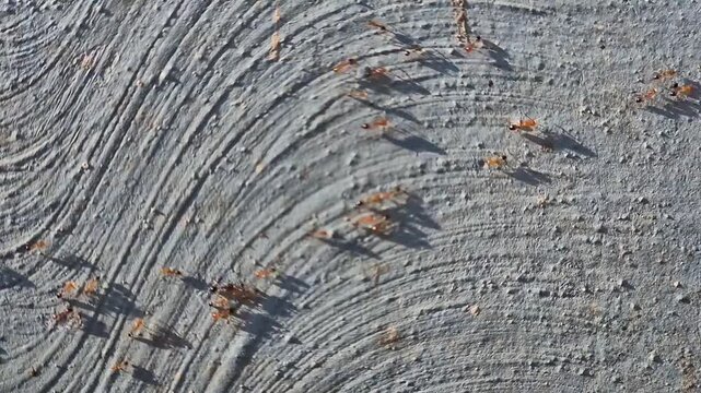 Close-up a group of red ants walking on the wall texture the afternoon slow motion video.