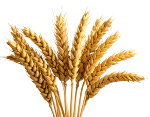 Fan-Shaped Arrangement of Wheat Stalks, Agriculture Symbol, Isolated on Transparent Background