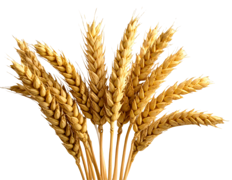 Fan-Shaped Arrangement of Wheat Stalks, Agriculture Symbol, Isolated on Transparent Background