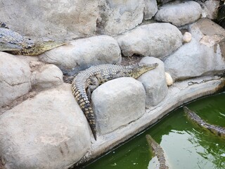 Crocodiles resting on rocks and swimming in green water at a crocodile farm or sanctuary habitat