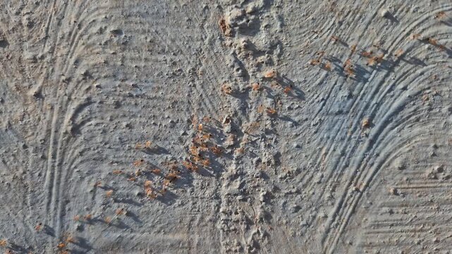 Close-up a group of red ants walking on the wall texture the afternoon slow motion video.