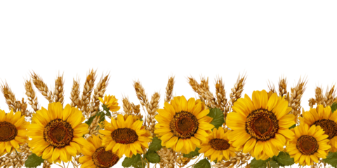 Cheerful sunflower and wheat flower border for autumn harvest design