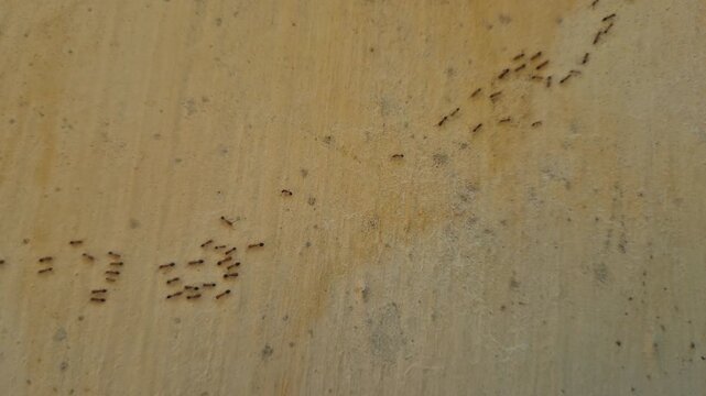 Close-up a group of red ants walking on the wall texture the afternoon slow motion video.