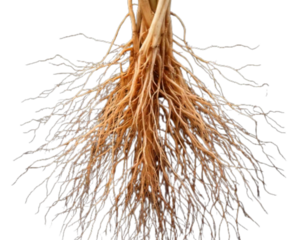 Exposed Fibrous Plant Roots with Stem Base, isolated on transparent background”.jpg