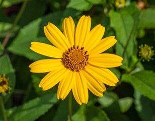 Obraz premium Close-up of a vibrant yellow flower (2)
