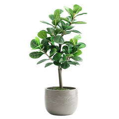 Fototapeta premium green plant potted in flower pot cutout office decoration