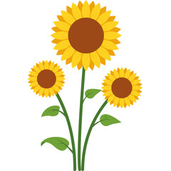 Obraz premium Beautiful Sunflower Vector