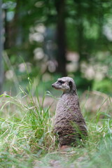 Surikatka, Meerkat © Hubert