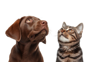 Obraz premium Curious Puppy and Kitten Gaze Upwards Together isolated on a transparent background