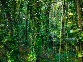 Seychelles Aerial View, La Digue. Dense tropical jungle with lush green vegetation, tall palm...