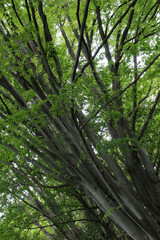 Trees in natural forest. Tree branches with fresh green leaves in early summer background.