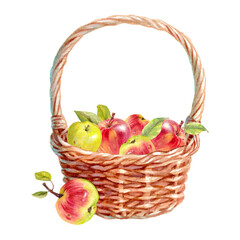 Vector watercolor basket filled with ripe red and green apples with leaves. Hand-painted illustration isolated on white background.