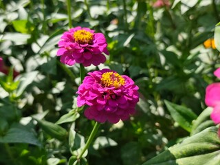 Obraz premium Common zinnia: a species of flowering plant, its botanical name is Zinnia elegans.