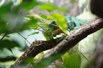 Chameleon, Kamaleon © Hubert