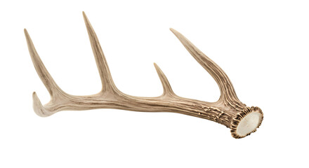 Obraz premium Whitetail Deer Antlers Closeup of Shed Antler Natural Texture isolated on transparent background