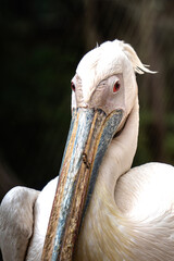 Majestic American White Pelican