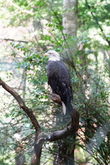 Bald American Eagle, Bielik Amerykanski