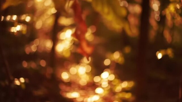 Sunlight Filtering Through Autumn Trees Creating Warm Glowing Atmosphere in Blurred Nature Scene