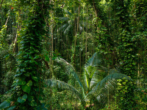 Seychelles Aerial View, La Digue. Dense tropical jungle with lush green vegetation, tall palm trees, and thick vines creating an exotic rainforest landscape.