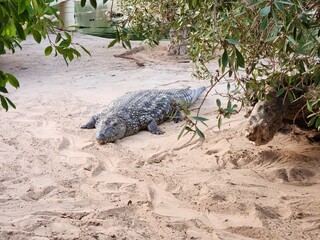Obraz premium A large crocodile resting on the sandy shore near a body of water surrounded by green foliage trees