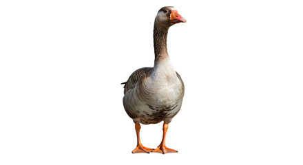 Obraz premium Domestic Goose Grey Goose Bird Poultry Farm Animal Isolated on Black Background Studio Shot isolated on transparent background