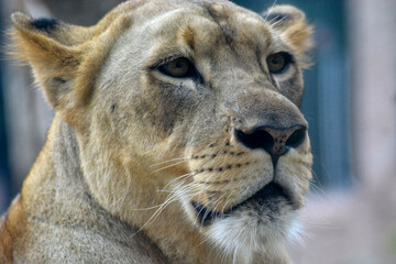 A close-up portrait of a lioness with intense eyes, showing strength and calmness in the wild.