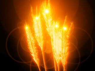 graine spikelet