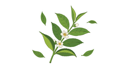 Botanical Illustration of a Green Leafy Plant with Blossoming White Flowers Highlighting Nature's Delicate Growth and Vibrant Foliage in a