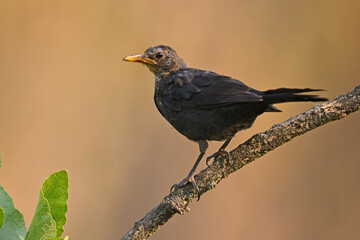 Young Blackbird perched among warm tones