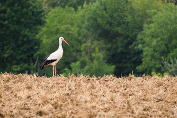 White stork (Ciconia ciconia) standing on a stubble field with a backdrop of green trees in a rural landscape