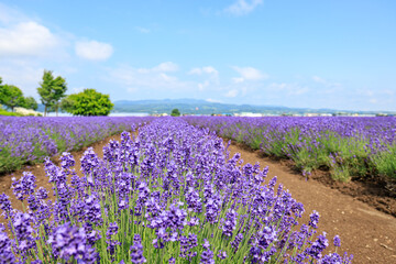 Fototapeta premium View of Lavender Field in Bloom under Blue Sky, Furano, Hokkaido, Japan