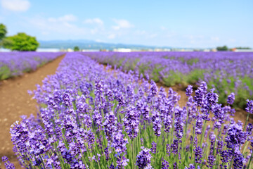 View of Lavender Field in Bloom under Blue Sky, Furano, Hokkaido, Japan