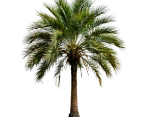 Tall Tropical Palm Tree with Lush Green Leaves, isolated on a transparent background PNG