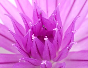 Fototapeta premium Close-up of a vibrant purple flower (4)