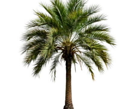 Tall Tropical Palm Tree with Lush Green Leaves, isolated on a transparent background PNG