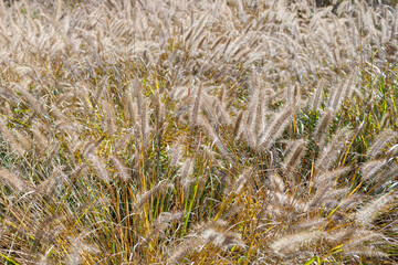 Fototapeta premium チカラシバ