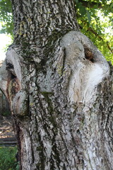 A strong walnut trunk with rough bark covered with moss and two holes from cut branches.