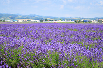 Close-up of Blooming Lavender Field in Summer