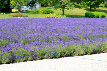 A beautiful lavender garden in full bloom under the summer sun, Furano, Hokkaido, Japan