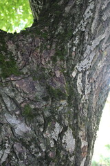 Thick strong trunk and branch of walnut tree with rough bark and green moss, close-up.