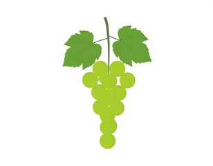 Green grapes on vine