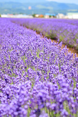 Obraz premium Close-up of Blooming Lavender Field in Summer, Furano, Hokkaido, Japan