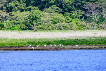 A brackish lagoon called Poroto-numa located within the Poroto Marsh in Hamanaka, Hokkaido, Japan. The lagoon is surrounded by wetlands and aquatic plants, creating a serene natural landscape under a 