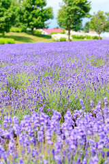 Close-up of Blooming Lavender Field in Summer, Furano, Hokkaido, Japan