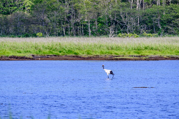 A brackish lagoon called Poroto-numa located within the Poroto Marsh in Hamanaka, Hokkaido, Japan. The lagoon is surrounded by wetlands and aquatic plants, creating a serene natural landscape under a 