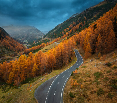 Aerial view of winding road in Swiss Alps, Switzerland. Bright orange larch forest in vibrant autumn colors with dramatic sky . Top drone view of alpine mountain road and orange trees. Transportation - Powered by Adobe