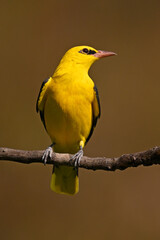 Golden Oriole in Close-Up Against Neutral Background